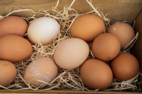 发热能吃鸡蛋吗?(发热能吃鸡蛋吗？多吃鸡蛋有何好处？)